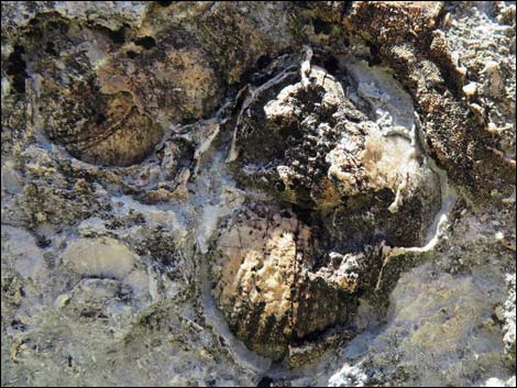 Blue Diamond Hill Fossils