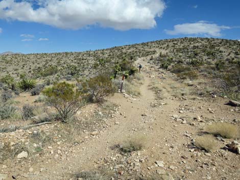 Jeep Trail