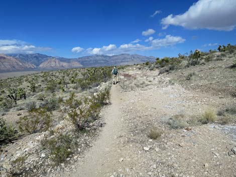 Jeep Trail