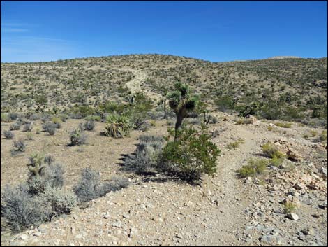 Jeep Trail