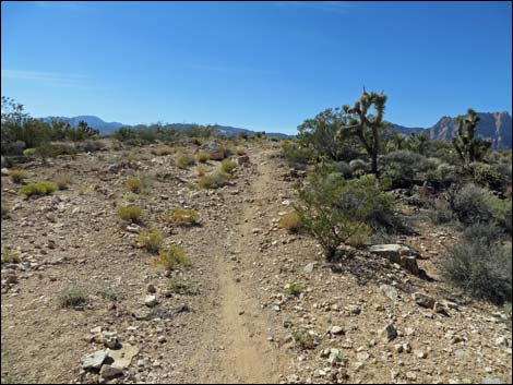 Jeep Trail