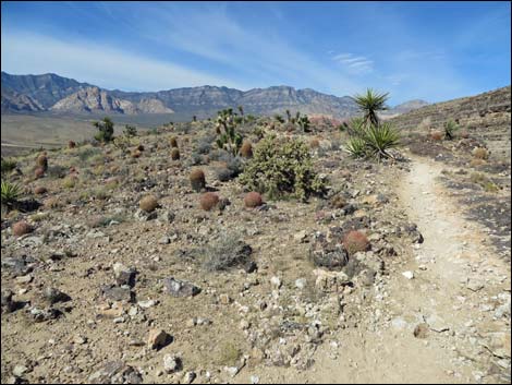 Rock Garden Trail