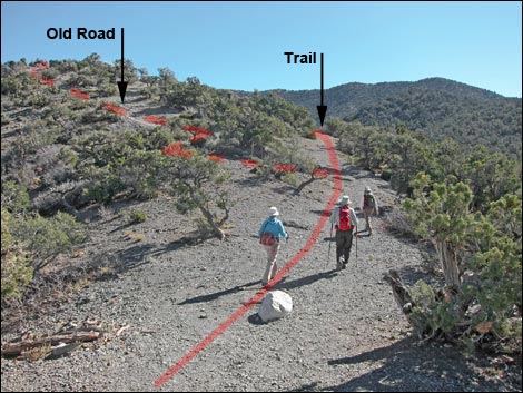 Bridge Mountain Trail