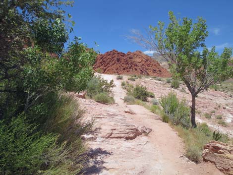 Calico Basin Trail