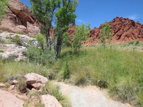 Calico Basin Trail