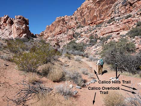 Calico Hills Loop Trail