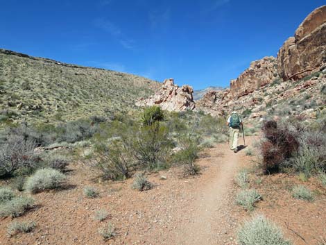 Calico Hills Loop Trail