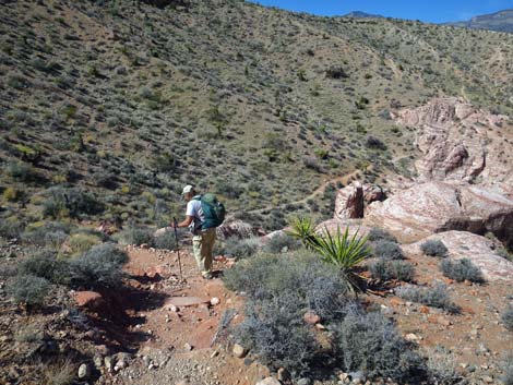 Calico Hills Loop Trail