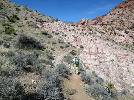 Calico Hills Loop Trail