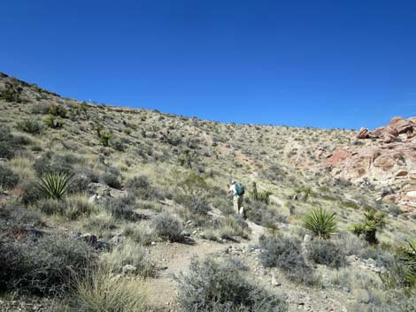 Calico Hills Loop Trail