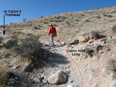 Calico Hills Loop Trail