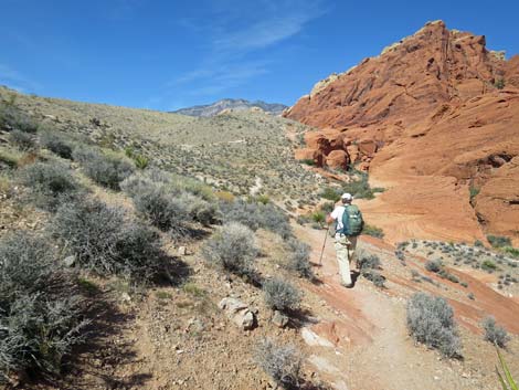 Calico Hills Loop Trail