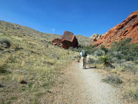 Calico Hills Loop Trail