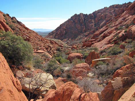 Calico Hills Loop Trail