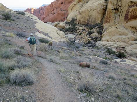 Calico Hills Loop Trail