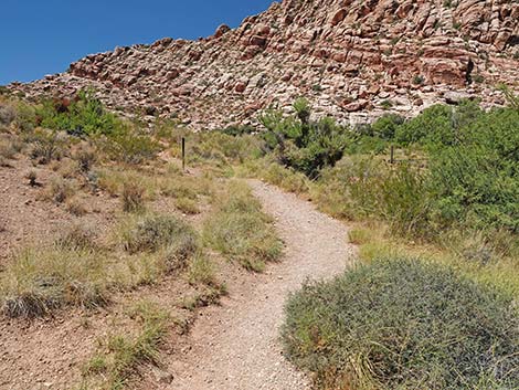 Calico Basin Overlook Trail