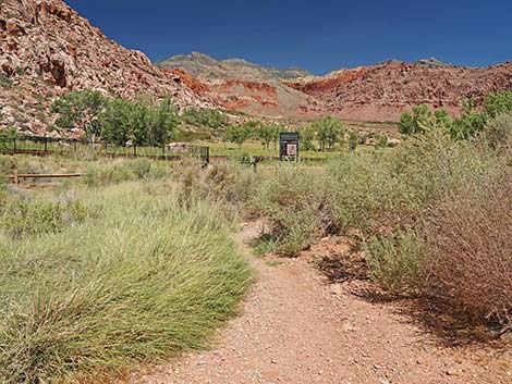 Calico Basin Overlook Trail