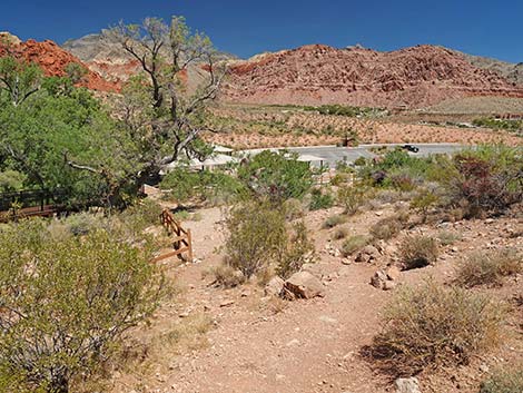 Calico Basin Overlook Trail