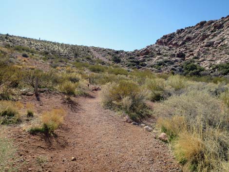 Calico Hills Loop Trail