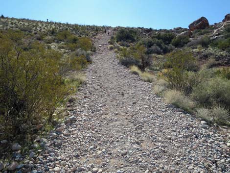 Calico Hills Loop Trail