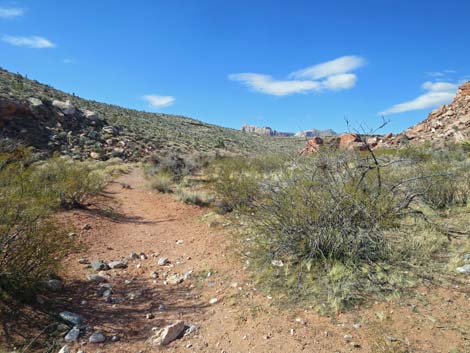 Calico Basin Overlook Trail