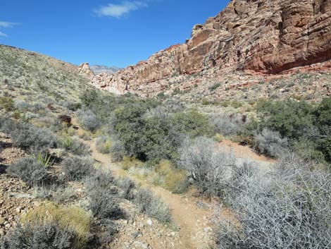 Calico Wash Trail