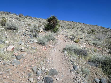 Calico Basin Overlook Trail