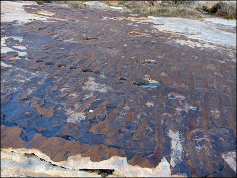 Calico Tanks