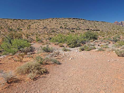 Calico Wash Trail