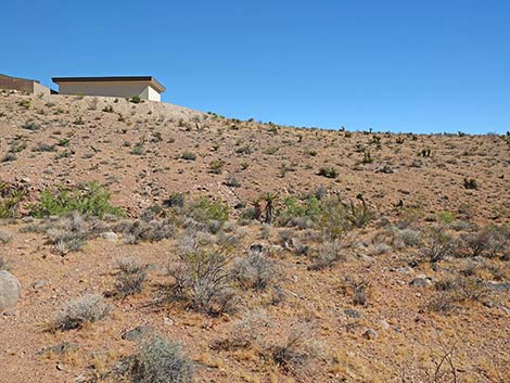 Calico Wash Trail