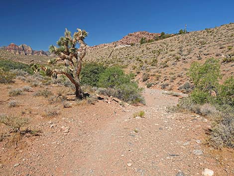 Calico Wash Trail