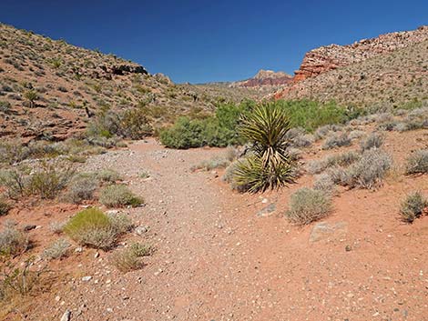 Calico Wash Trail