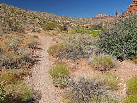 Calico Wash Trail