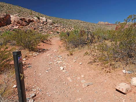 Calico Wash Trail