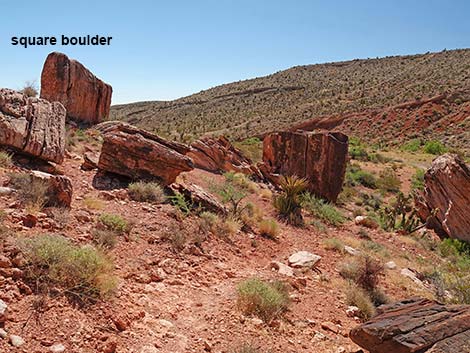 Calico Wash Trail