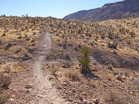 Fire Station Hill Trail