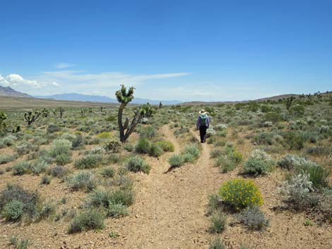 Campground Wash Trail