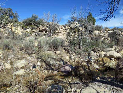 Turning left onto Lost Creek Falls Trail and continuing west, the Escarpment Trail recrosses Red Rock Wash and climbs the hillside towards the box canyon ahead. In a wet willow thicket, the trail runs onto a boardwalk to protect this fragile habitat from trampling.