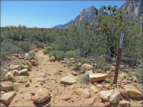 Fire Ecology Trail