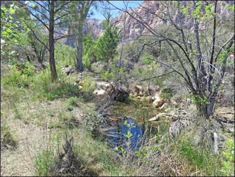 Fire Ecology Trail