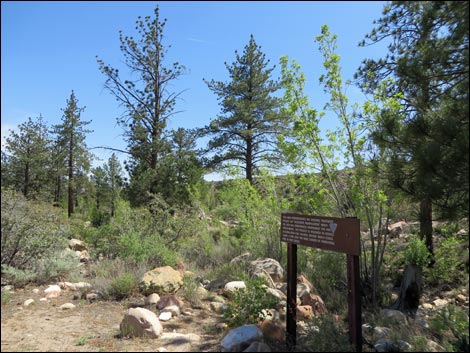 Fire Ecology Trail