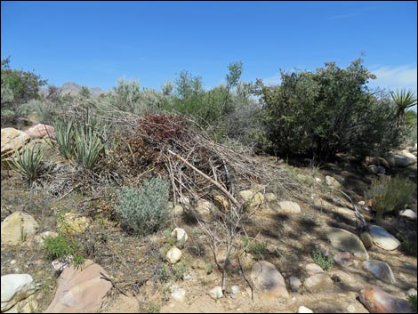 Fire Ecology Trail