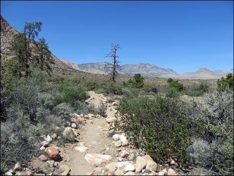 Fire Ecology Trail