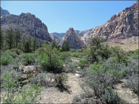 Fire Ecology Trail