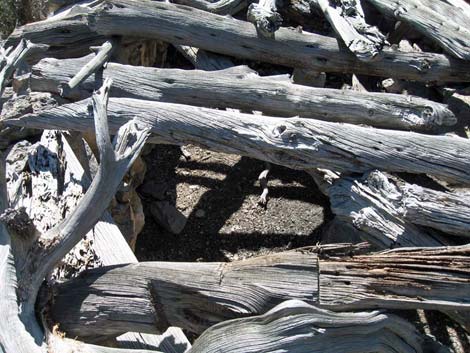 La Madre Miner's Cabin