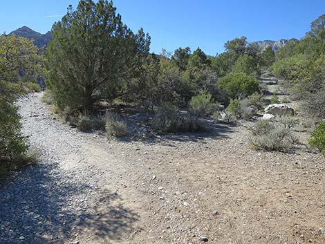 White Rock Loop Trail