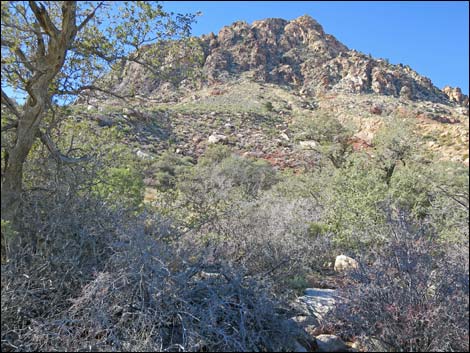 Lone Grapevine Spring