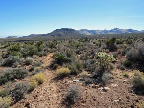 Lone Grapevine Spring