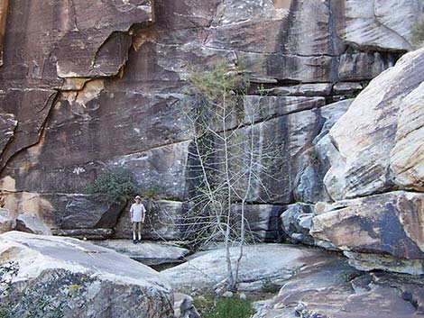 Upper Lost Creek Falls