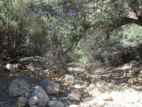 oak creek canyon